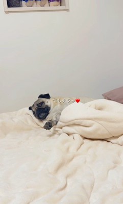 魔法の言葉で飛び起きるももこちゃん6