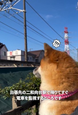 電車に気づいたくうちゃん