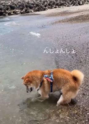 石を取ろうとする海くん