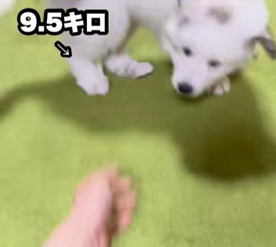 ドレミちゃんの成長2