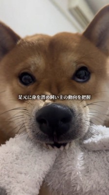 タオルを咥えて鼻にシワを寄せる犬