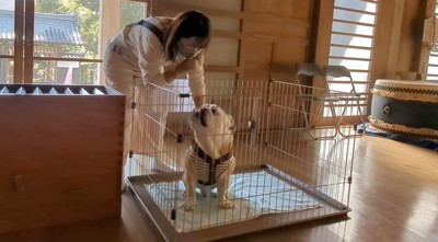 口元に人差し指を当てて兄犬の背中をタッチする女性