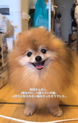 14歳の歯と診断されたうにくん