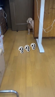 柱の陰から顔を出す犬