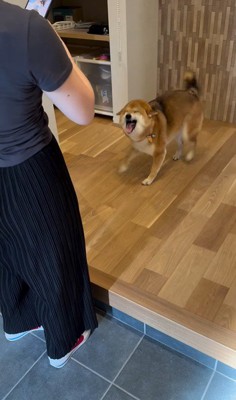 お友達が遊びに来た時のはちちゃん7