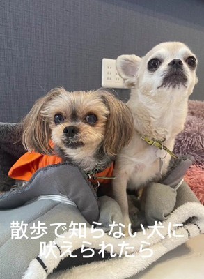 姉が吠えられたら…