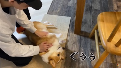 男性にお腹をなでられる犬