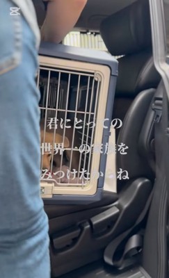 車に乗せられる