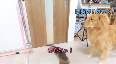 ドアの前にやってきた大型犬と小型犬