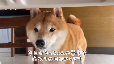 爪切りに気づいたうにくん