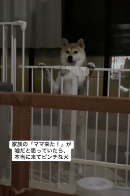 「なんでママおるん…」