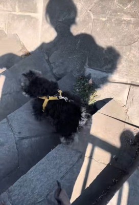 軽やかな足取りで下りています♪