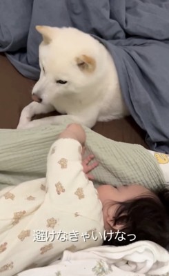 犬の足に当たる赤ちゃんの手
