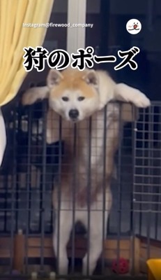 狩りのポーズみたいな紅ちゃん