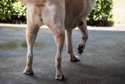 前足を上げる犬