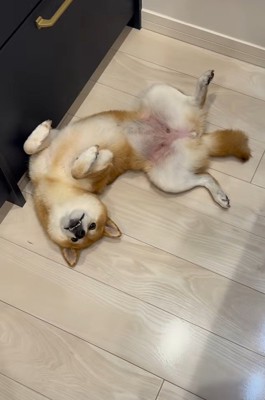 仰向けになる柴犬