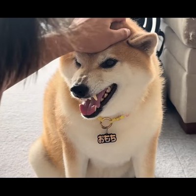 激おこの柴犬