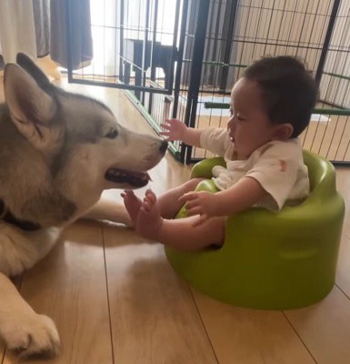 犬に手を伸ばしてぐずる赤ちゃん