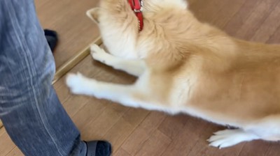 診察室の前で踏ん張る犬