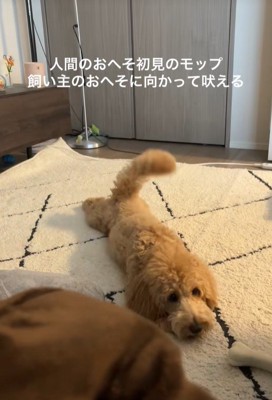 おへそを見たアルくんの反応7