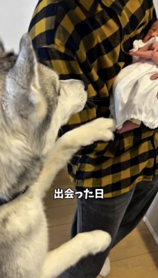 抱かれた赤ちゃんへ前足を伸ばす犬