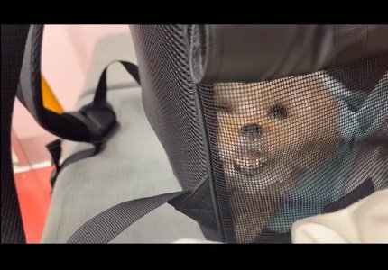 衝撃の顔のらなちゃん1