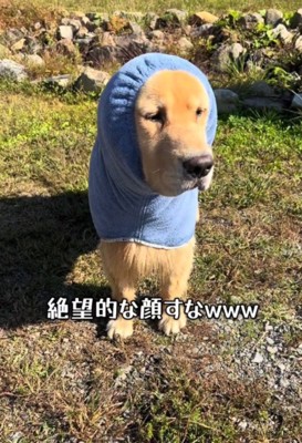 寂しそうな表情を浮かべる犬