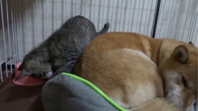 寝る犬と寝床から出ようとする子猫