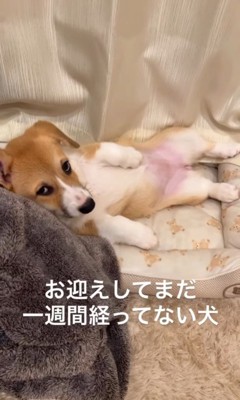 お迎えから約1週間後のこまよちゃん2