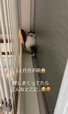 赤ちゃん犬が行方不明