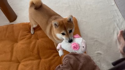 おもちゃをくわえる犬