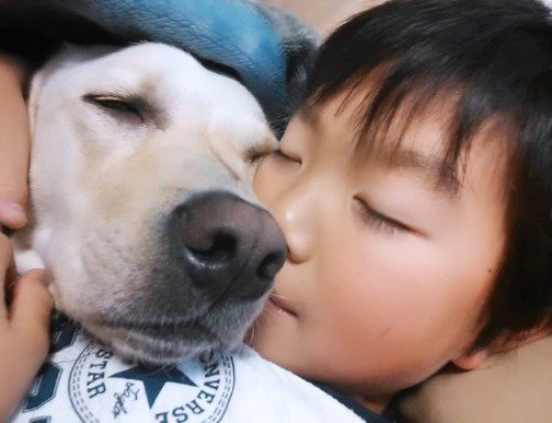男の子の胸に顔を乗せて眠る犬