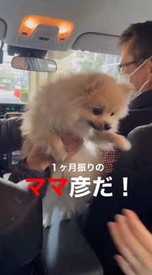 後部座席の女性の方へ身を乗り出す犬