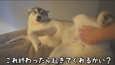 ベッドの上で飼い主にマッサージされる犬