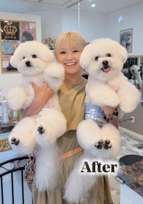 トリマーさんに抱っこされる犬2