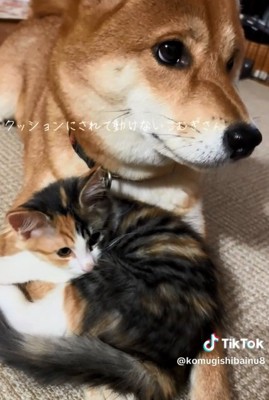 困り顔のこむぎさん