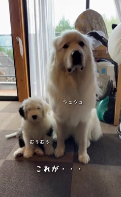 むぅむぅちゃんとシュシュちゃん