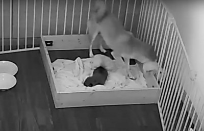 慌てるお母さん犬