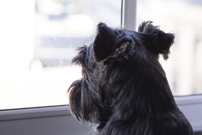 後ろ姿、頭のアップ