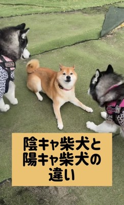 犬たちに囲まれる柴犬