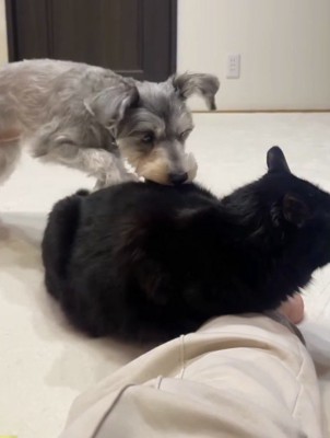 猫の背中に顔を近づける犬