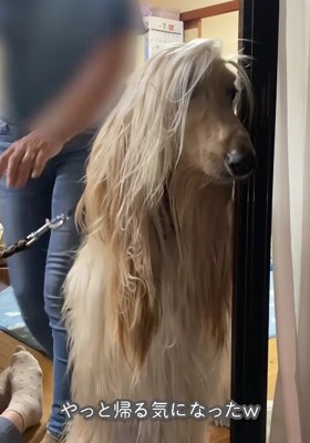 「はあ…帰るしかないのか…」