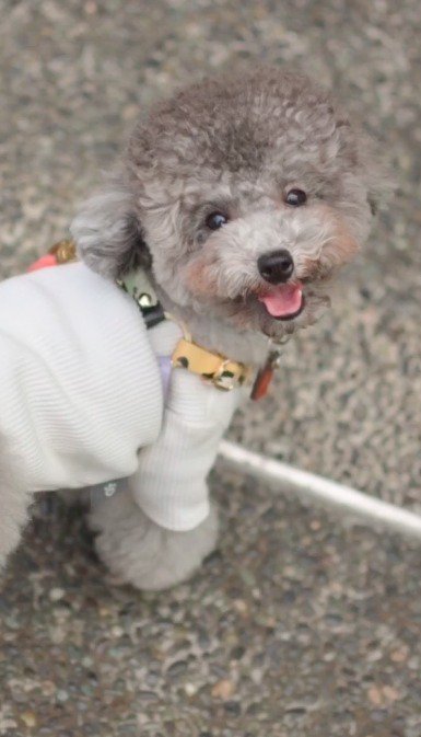 笑顔でカメラを見つめる犬