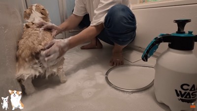 なんだかんだ洗わせてくれています