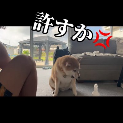 吠える柴犬