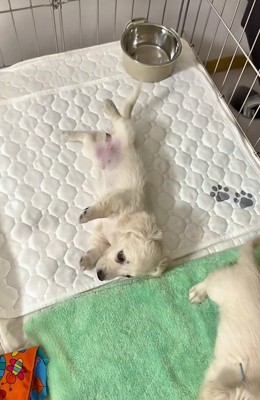 ヘソ天でベッドに寝転がる赤ちゃん犬
