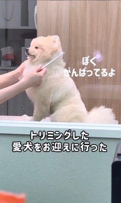 トリミング中のころすけ君7