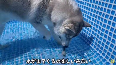 楽しそうに遊ぶもんちゃん