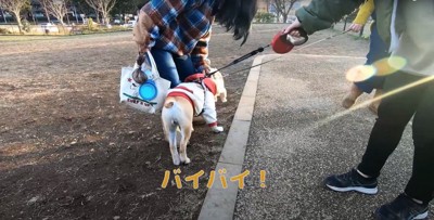 リードがついた状態で撫でられている犬の後ろ姿