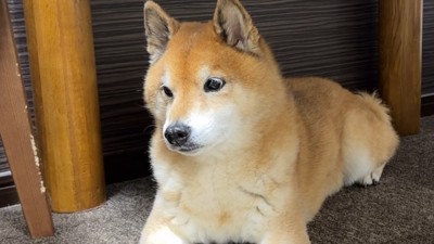 絶望の表情に